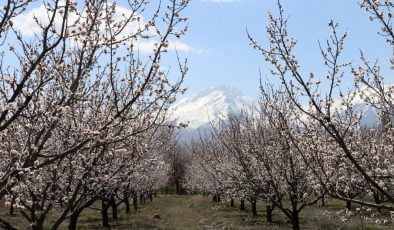 Erzincan’da mest eden görüntü | Ağaçlar gelinlik giydi