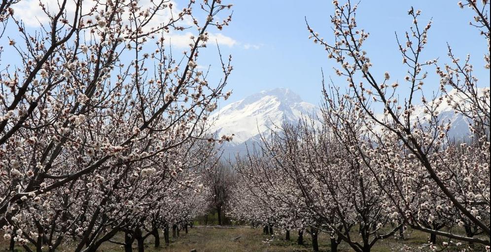 Erzincan’da mest eden görüntü | Ağaçlar gelinlik giydi